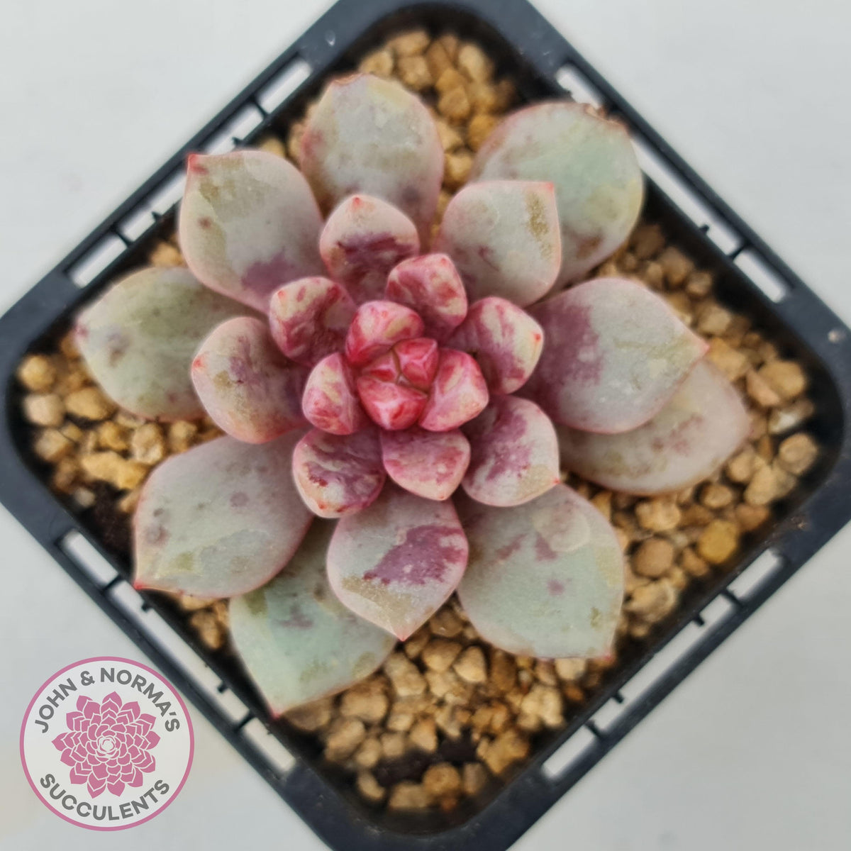 Echeveria Jelly Jam