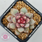 Echeveria Jelly Jam
