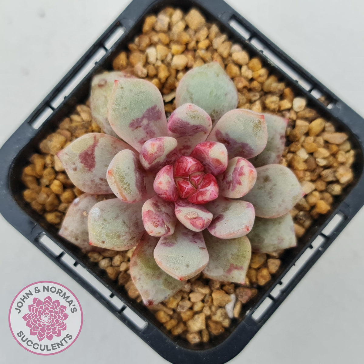 Echeveria Jelly Jam