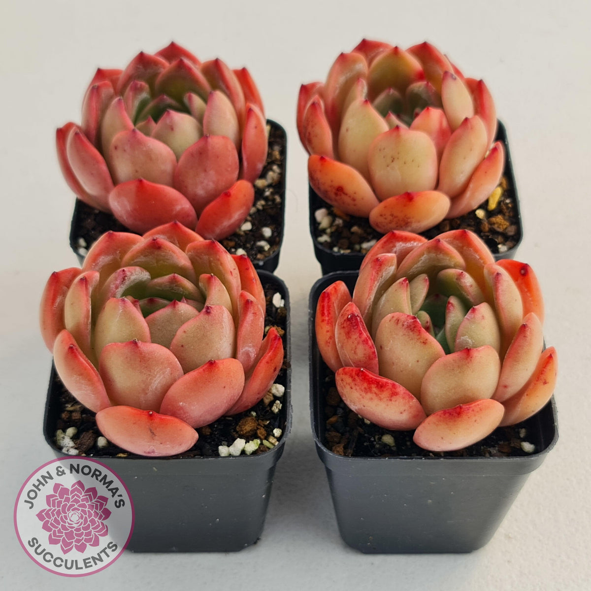 Echeveria Madonna