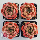 Echeveria Madonna
