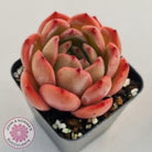 Echeveria Madonna