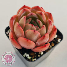 Load image into Gallery viewer, Echeveria Madonna - John &amp; Norma&#39;s Succulents
