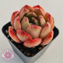 Load image into Gallery viewer, Echeveria Madonna - John &amp; Norma&#39;s Succulents
