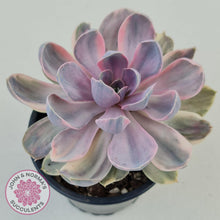 Load image into Gallery viewer, Echeveria Perle Von Nurnberg Variegata - John &amp; Norma&#39;s Succulents
