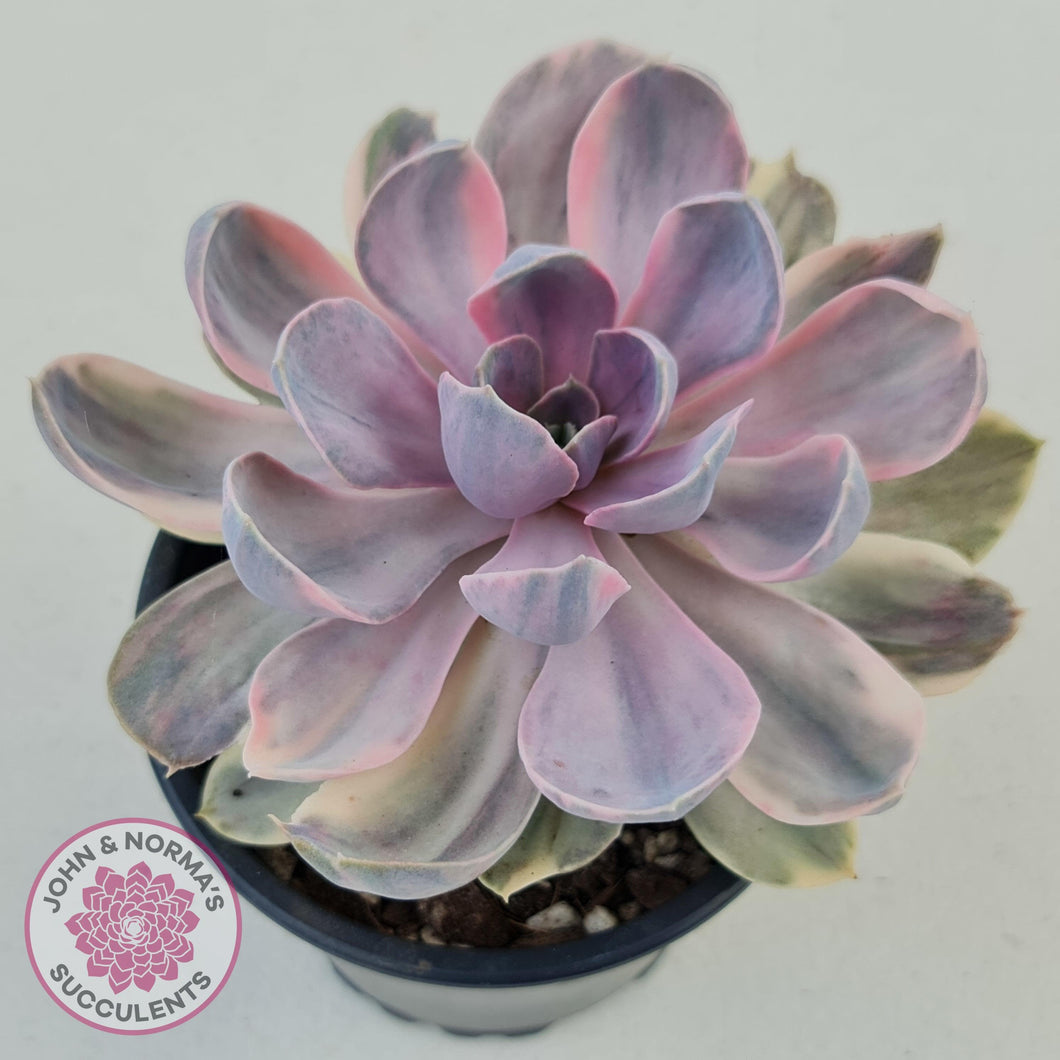 Echeveria Perle Von Nurnberg Variegata - John & Norma's Succulents