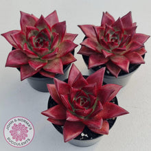 Load image into Gallery viewer, Echeveria Agavoides Romeo Rubin - Large - John &amp; Norma&#39;s Succulents
