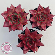 Load image into Gallery viewer, Echeveria Agavoides Romeo Rubin - Large - John &amp; Norma&#39;s Succulents
