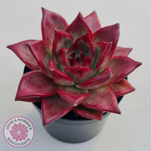 Load image into Gallery viewer, Echeveria Agavoides Romeo Rubin - Large - John &amp; Norma&#39;s Succulents
