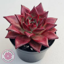 Load image into Gallery viewer, Echeveria Agavoides Romeo Rubin - Large - John &amp; Norma&#39;s Succulents
