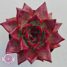 Echeveria agavoides 'Romeo Rubin' - Large
