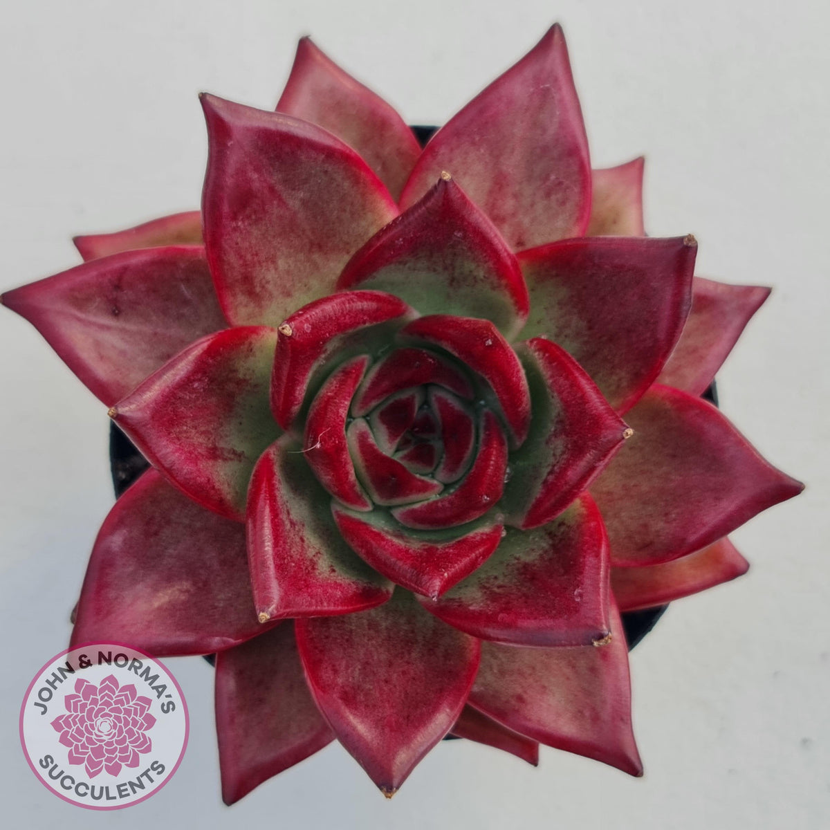Echeveria agavoides 'Romeo Rubin' - Large