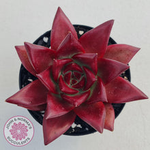 Load image into Gallery viewer, Echeveria Agavoides Romeo Rubin - Large - John &amp; Norma&#39;s Succulents
