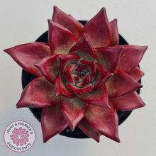 Load image into Gallery viewer, Echeveria Agavoides Romeo Rubin - Large - John &amp; Norma&#39;s Succulents
