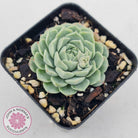 Echeveria White One