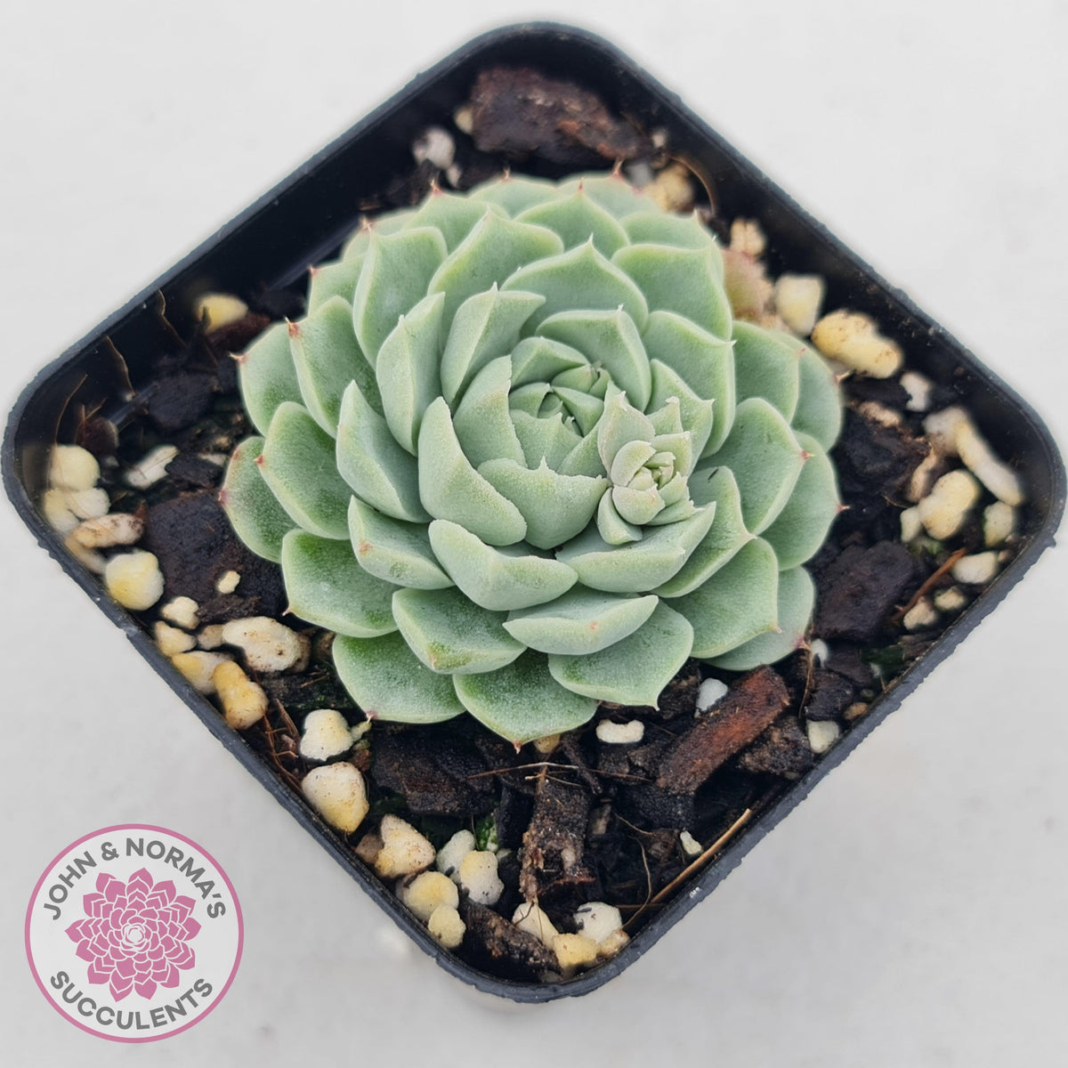 Echeveria White One