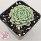 Echeveria White One