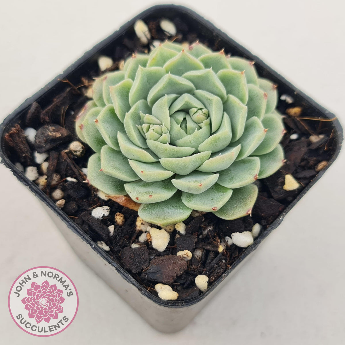 Echeveria White One