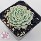 Echeveria White One