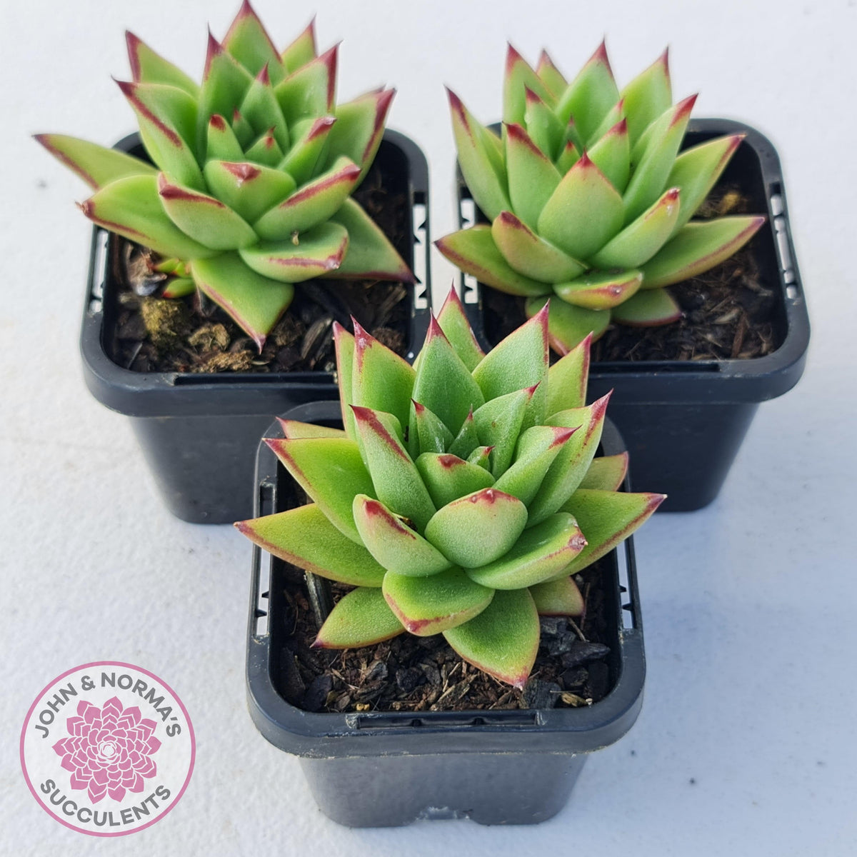 Echeveria Agavoides Lipstick