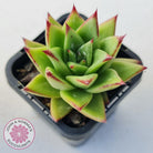 Echeveria Agavoides Lipstick