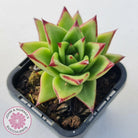 Echeveria Agavoides Lipstick