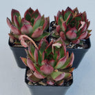 Echeveria Benimusume