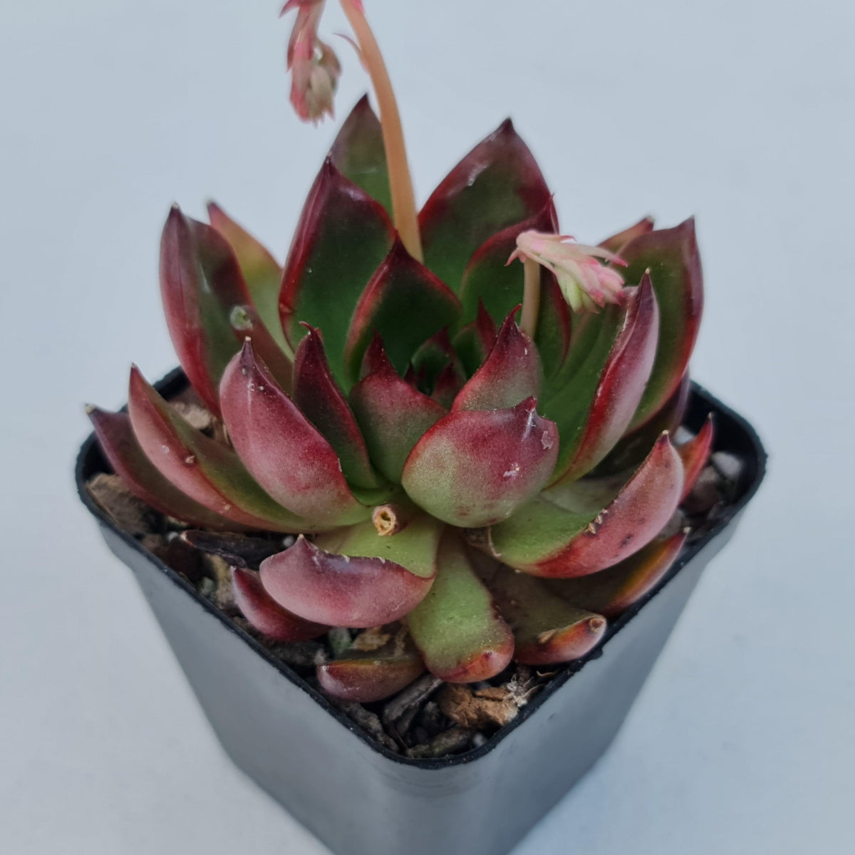 Echeveria Benimusume