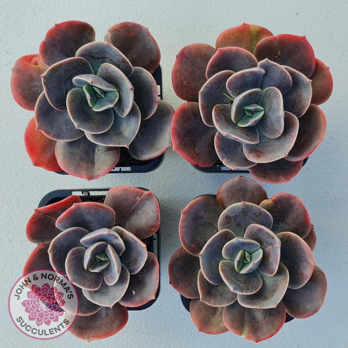 Echeveria Blue Metal (Single)