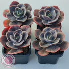 Echeveria Blue Metal (Single)