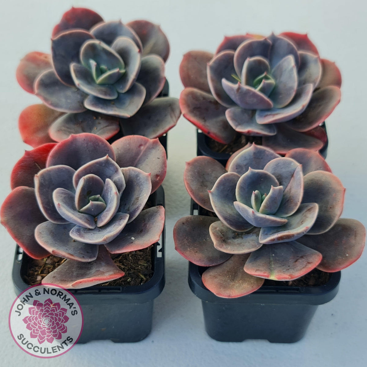 Echeveria Blue Metal (Single)