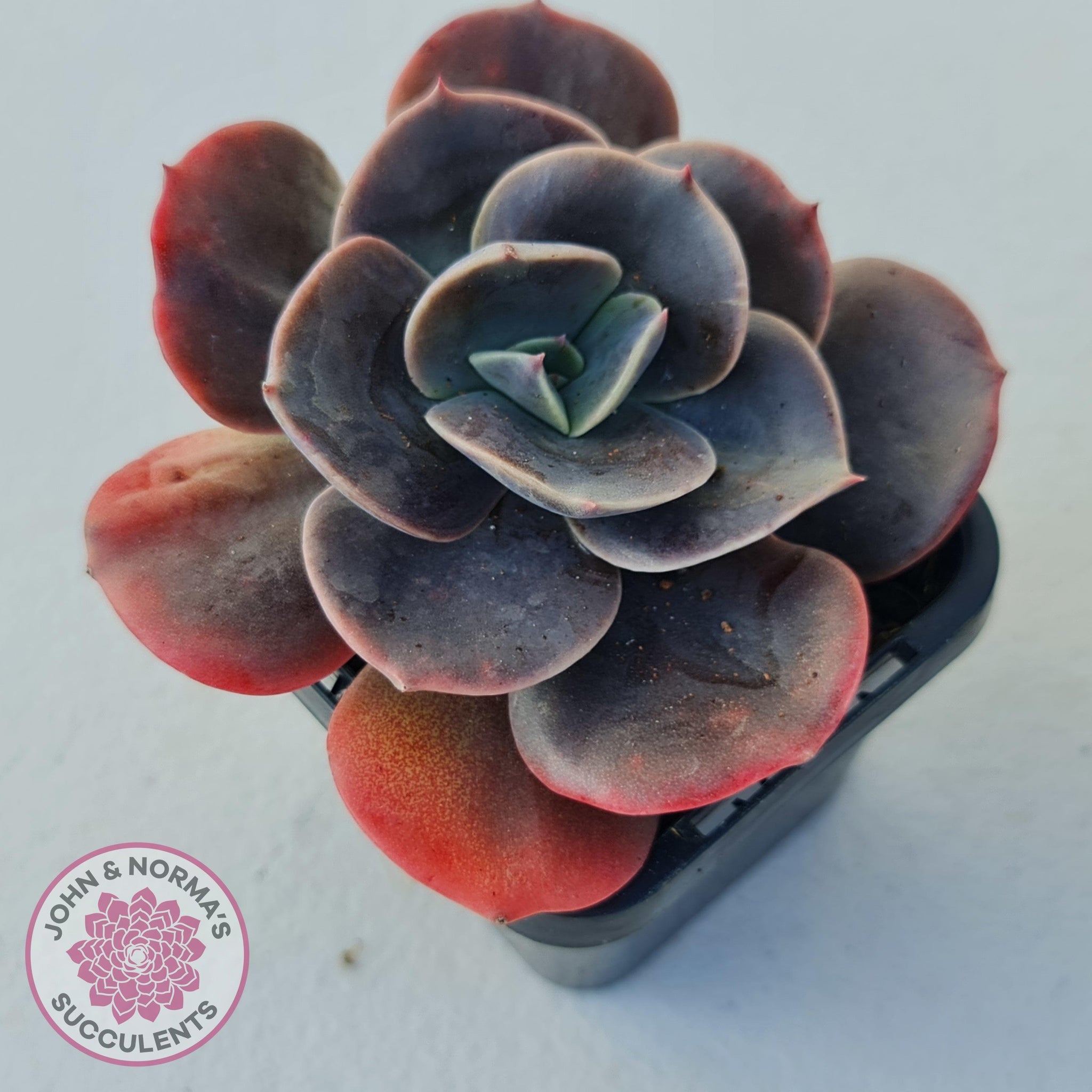 blue metal succulent Buy Echeveria Blue Metal (Single) Australia
