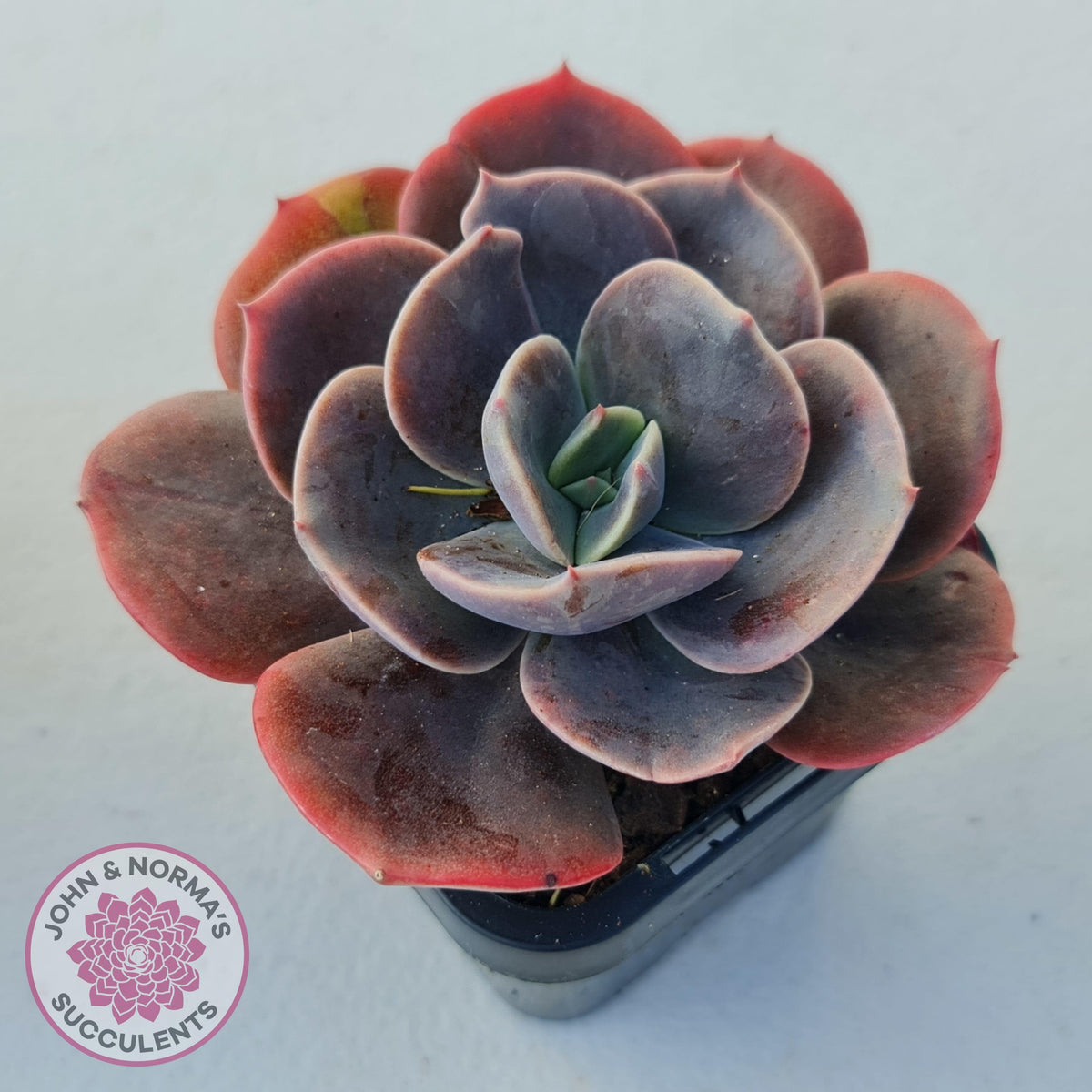 Echeveria Blue Metal (Single)