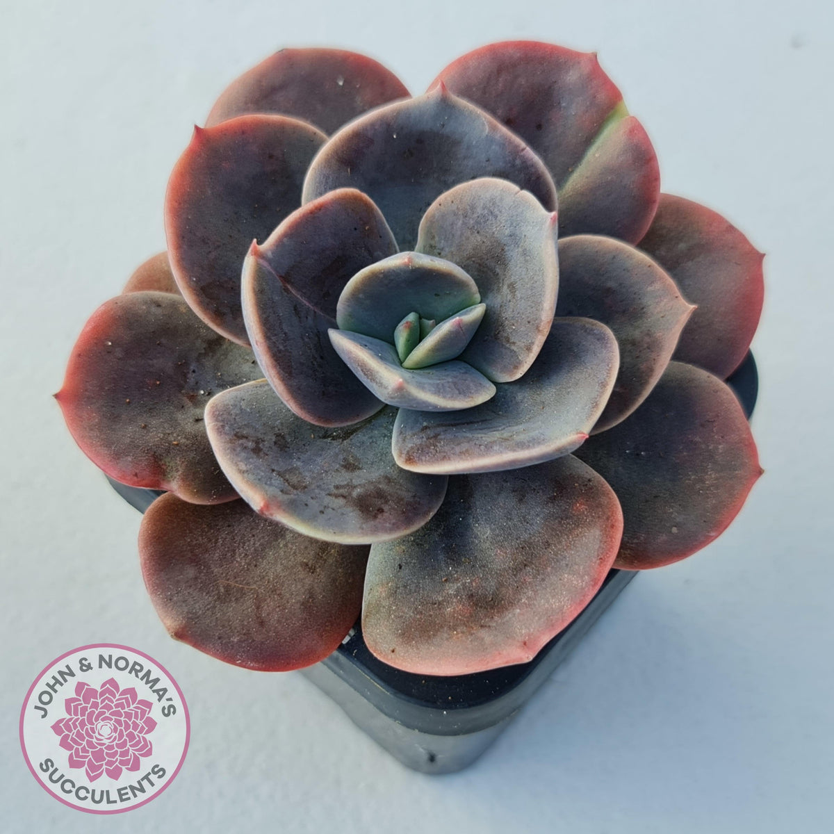 Echeveria Blue Metal (Single)