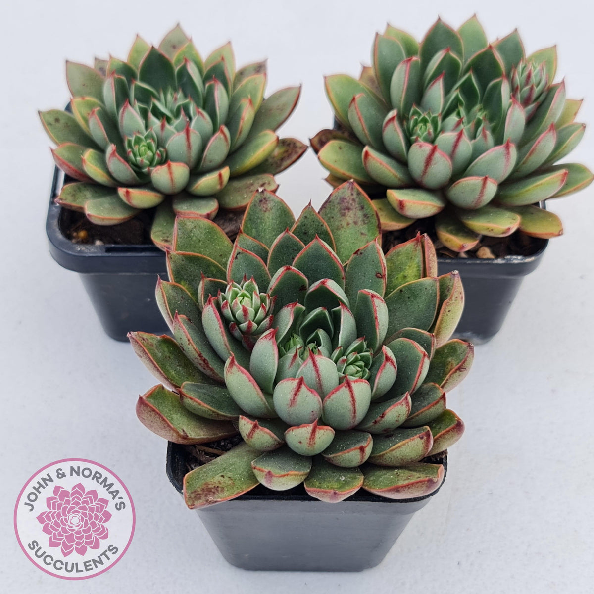 Echeveria 'Cat's Eye'