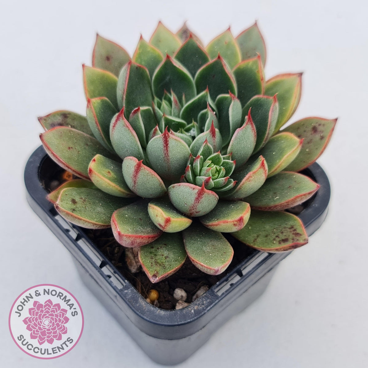 Echeveria 'Cat's Eye'
