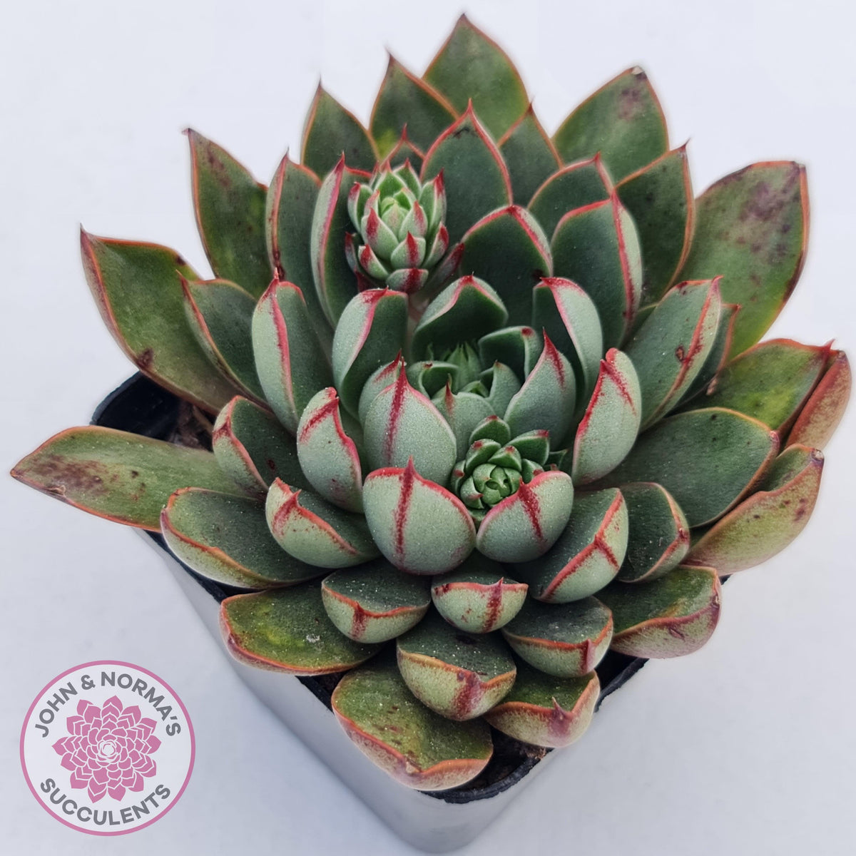 Echeveria 'Cat's Eye'