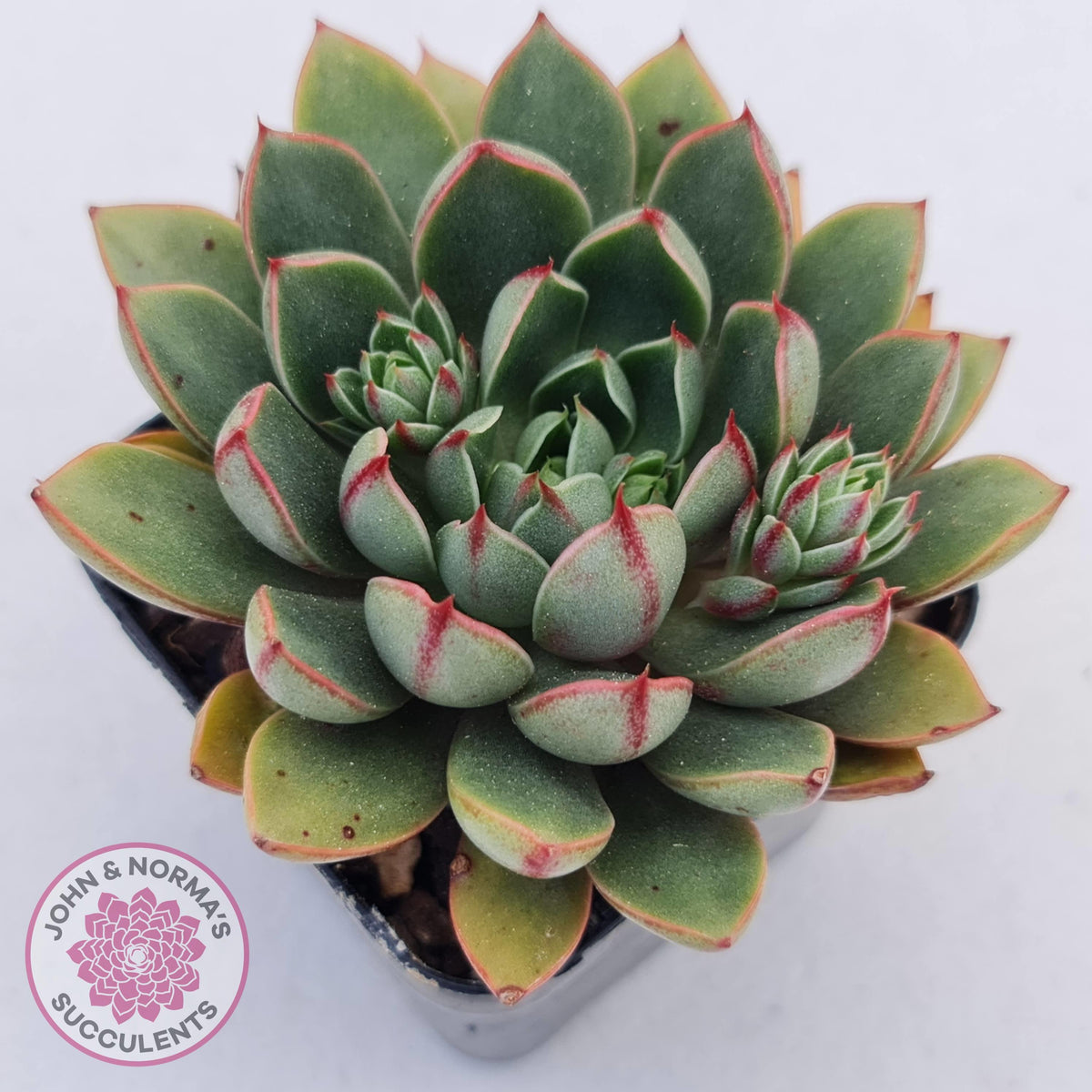 Echeveria 'Cat's Eye'