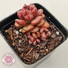 Load image into Gallery viewer, Echeveria Chocolate Cube - John &amp; Norma&#39;s Succulents
