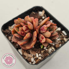 Load image into Gallery viewer, Echeveria Chocolate Cube - John &amp; Norma&#39;s Succulents
