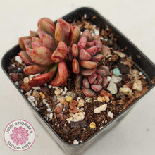 Load image into Gallery viewer, Echeveria Chocolate Cube - John &amp; Norma&#39;s Succulents
