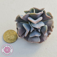 Load image into Gallery viewer, Echeveria Cubic Frost Cutting - John &amp; Norma&#39;s Succulents
