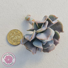 Load image into Gallery viewer, Echeveria Cubic Frost Cutting - John &amp; Norma&#39;s Succulents
