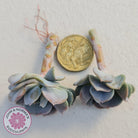 Echeveria Cubic Frost Cutting/s