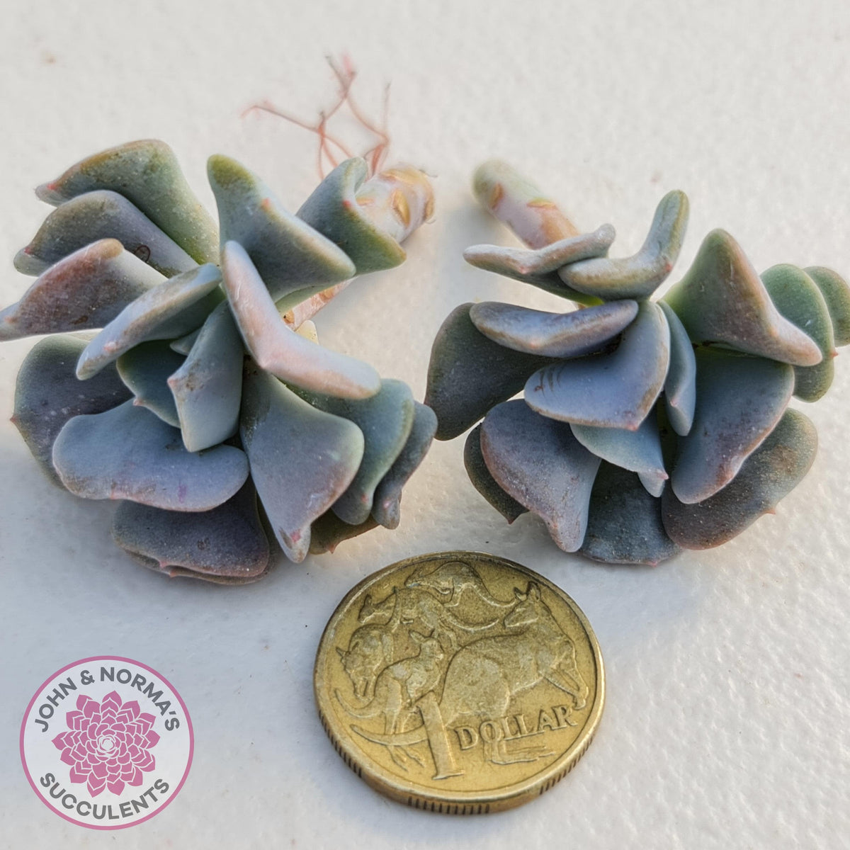 Echeveria Cubic Frost Cutting/s