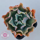 Echeveria Curly Locks