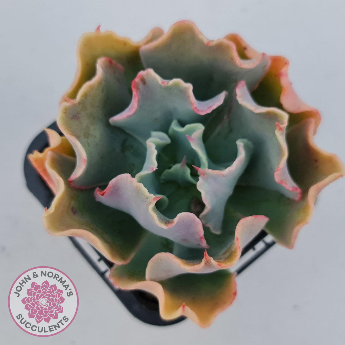 Echeveria Curly Locks
