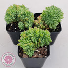 Echeveria Emerald Ripple Crest