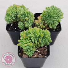 Load image into Gallery viewer, Echeveria Emerald Ripple Crest - John &amp; Norma&#39;s Succulents
