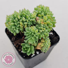 Load image into Gallery viewer, Echeveria Emerald Ripple Crest - John &amp; Norma&#39;s Succulents
